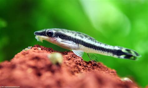 ottos fish|Otocinclus Catfish Care: Food, Tank Siz.
